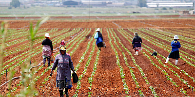 Türkiye Afrika’da tarımda ne yapıyor?